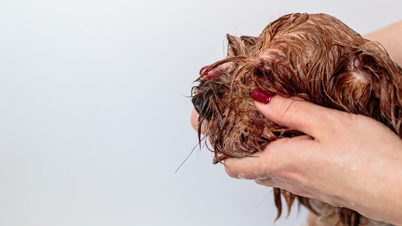 Caring for Your Pet's Coat - Grooming Essentials